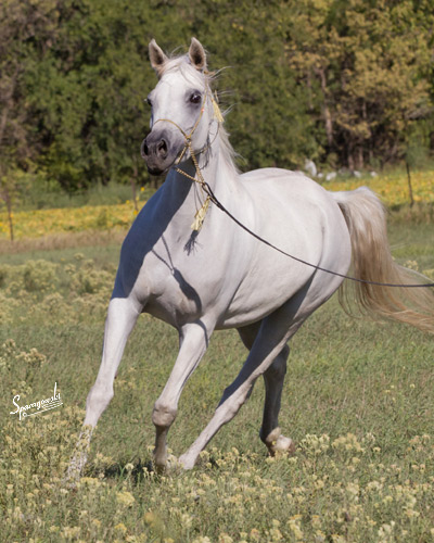 Hanaa Al Badia ( Al Adeed Al Shaqab x Shadenn )