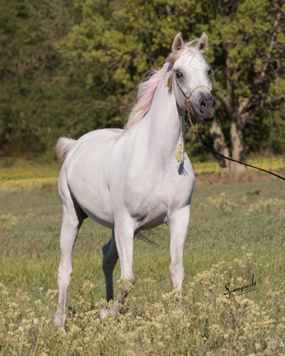 Hanaa Al Badia ( Al Adeed Al Shaqab x Shadenn )