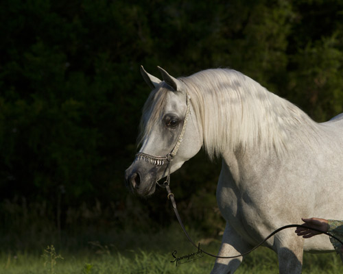 Amal Al Badia ( Al Adeed Al Shaqab x SA Alaa Sashay )