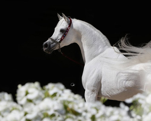 Ansata Hejazi ( Ansata Halim Shah x Ansata Sudarra )
