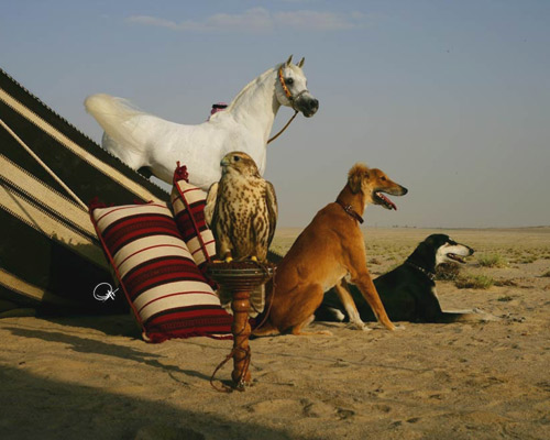 Ansata Hejazi ( Ansata Halim Shah x Ansata Sudarra )