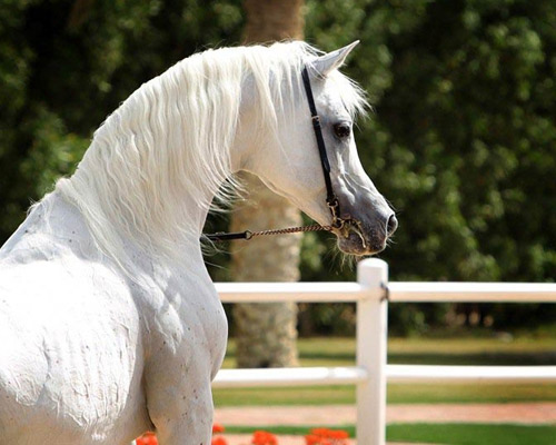 Ansata Hejazi ( Ansata Halim Shah x Ansata Sudarra )