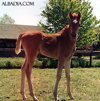 Ansata Sokar ( Imperial Madheen x Ansata Samantha )