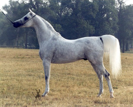 Ansata Hejazi ( Ansata Halim Shah x Ansata Sudarra )