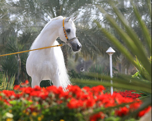 Ansata Hejazi ( Ansata Halim Shah x Ansata Sudarra )