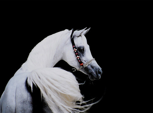 Ansata Hejazi ( Ansata Halim Shah x Ansata Sudarra )