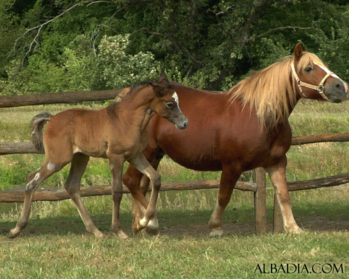 Ghazal Al Badia ( Laheeb Al Nasser x Hanaa Al Badia )
