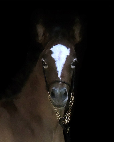 Ghazal Al Badia ( Laheeb Al Nasser x Hanaa Al Badia )