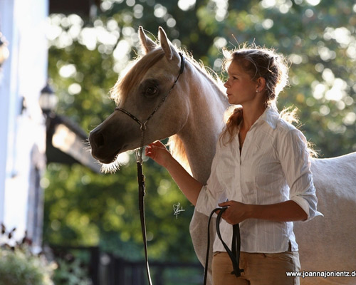 Ghazal Al Badia ( Laheeb Al Nasser x Hanaa Al Badia )