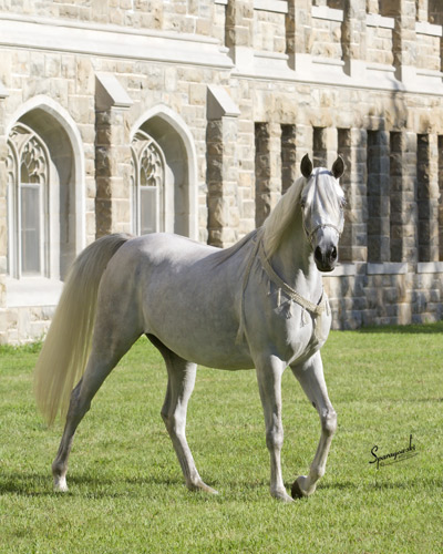 Hanaa Al Badia ( Al Adeed Al Shaqab x Shadenn )