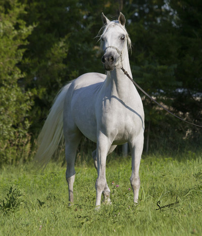 Hanaa Al Badia ( Al Adeed Al Shaqab x Shadenn )