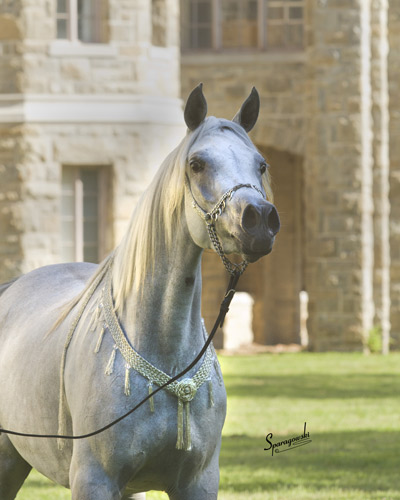 Hanaa Al Badia ( Al Adeed Al Shaqab x Shadenn )