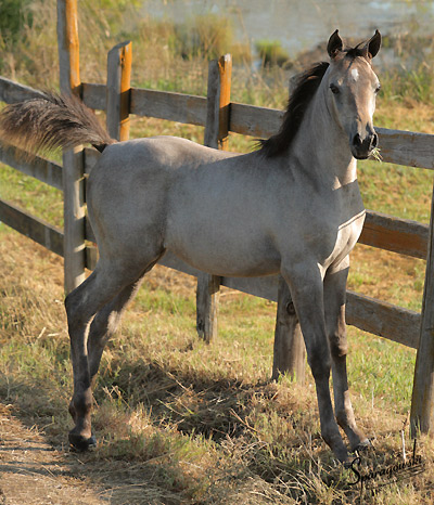 Hanaa Al Badia ( Al Adeed Al Shaqab x Shadenn )