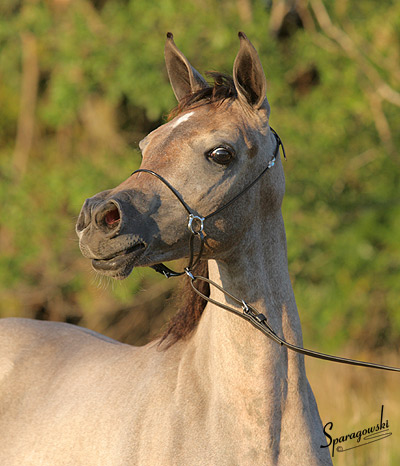 Hanaa Al Badia ( Al Adeed Al Shaqab x Shadenn )