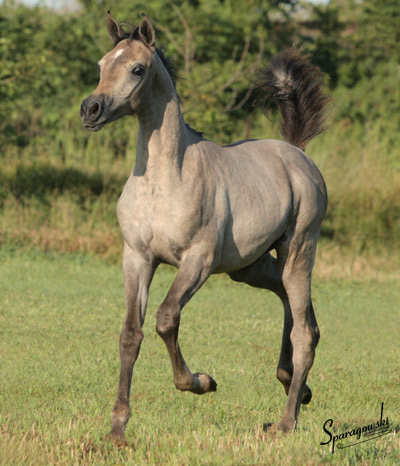 Hanaa Al Badia ( Al Adeed Al Shaqab x Shadenn )