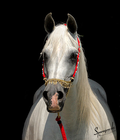 Ramses Effendi ( Prince Ibn Shaikh x Ramses Safina )