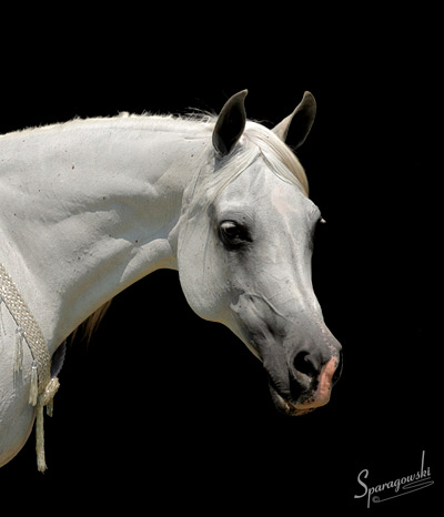 Ramses Effendi ( Prince Ibn Shaikh x Ramses Safina )