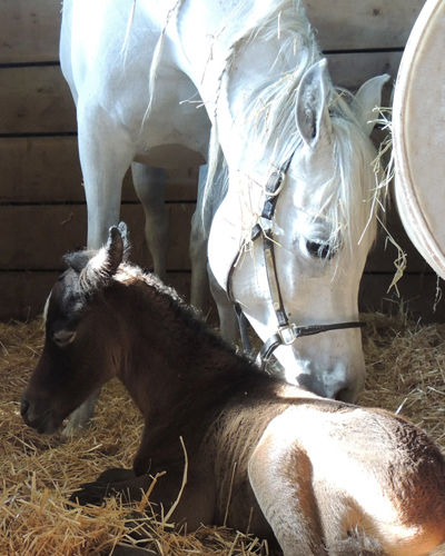 Safina Al Badia ( Al Adeed Al Shaqab x Ramses Effendi )