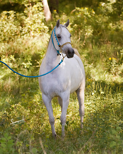 Safina Al Badia ( Al Adeed Al Shaqab x Ramses Effendi )
