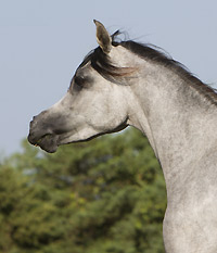 Saidat Al Badia ( Laheeb Al Nasser x Amal Al Badia )
