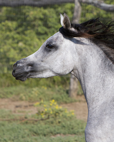 Saidat Al Badia ( Laheeb Al Nasser x Amal Al Badia )