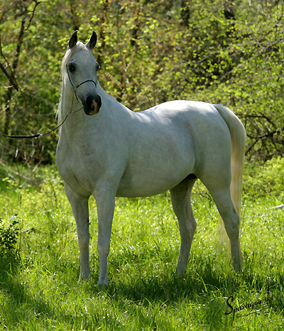 SA Alaa Sashay ( Ali Zaar x Ramses Effendi )