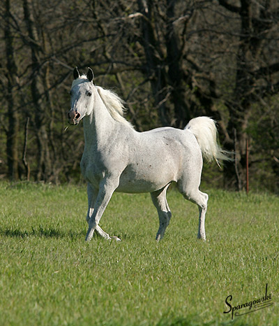 Shadenn ( Shaikh Al Badi x El Sharie )