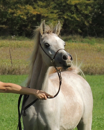 Wakil Al Badia ( DeSha Daheez x Safina Al Badia