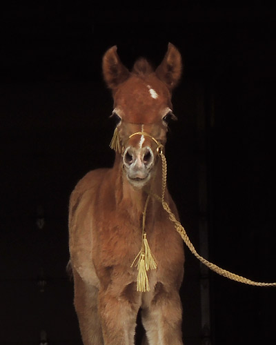 Wakil Al Badia ( DeSha Daheez x Safina Al Badia