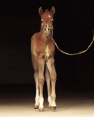 Wakil Al Badia ( DeSha Daheez x Safina Al Badia
