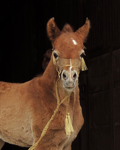 Wakil Al Badia ( DeSha Daheez x Safina Al Badia