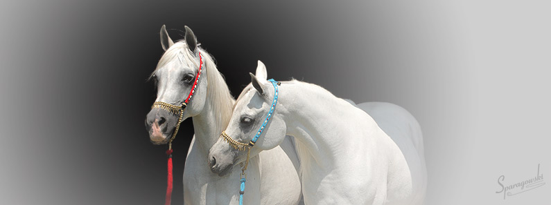 البادية of Mares